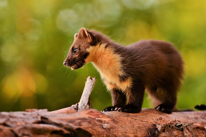 Wildlife Watching Safari by Vehicle & Walks / Photography workshops with a Guide - The wildlife targets you can plan around on Skye