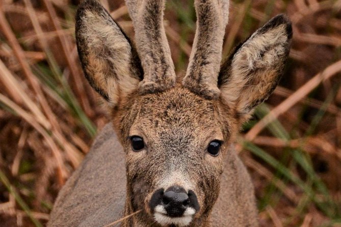 Wildlife Watching Safari by Vehicle & Walks / Photography workshops with a Guide - Dunscaith Castle, Gaelic Whiskies, and Plockton as your road anchors